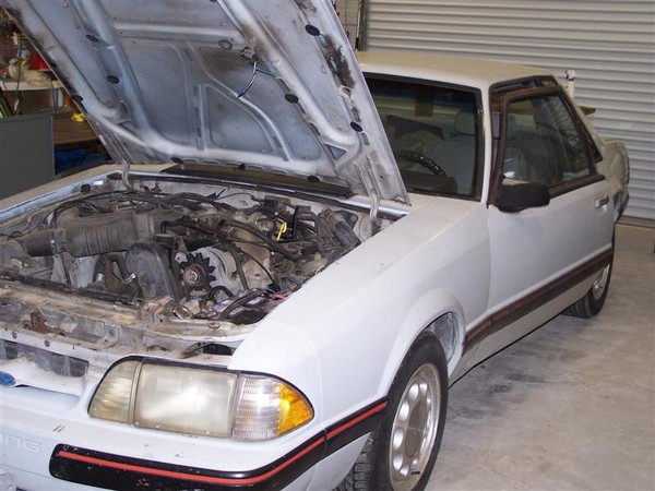 mustang 005 (Medium) (Copy)